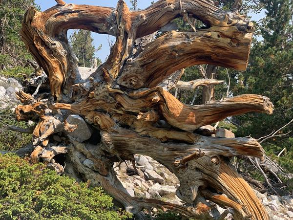 brown and tan stump of and ancient bristlecone