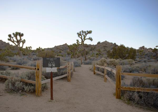 A dirt trail between split rail fences leading through Joshua trees and shrubs towards a ridge.