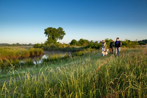 A group of hikers and their dog walk through a prairie with tall grass on either side of the trail.