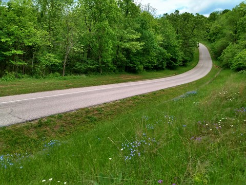 A paved road runs into the distance with trees and meadows with flowers on either side