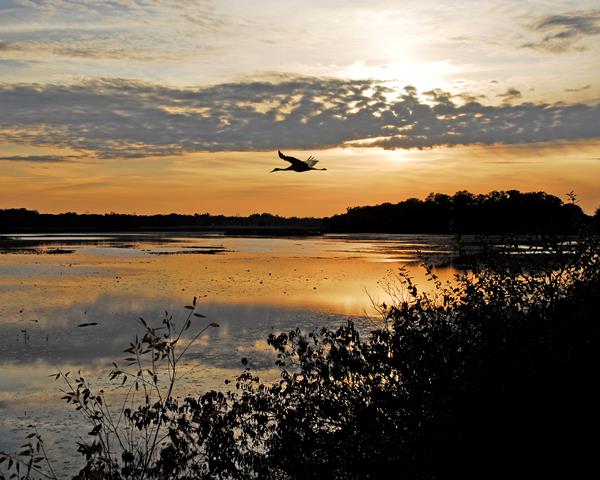 Great Blue Heron flies in for a landing at the Great Marsh with the setting sun in the background.