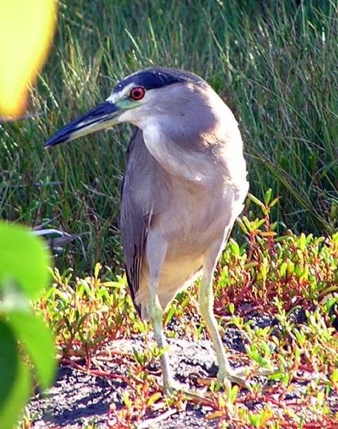 A black crowned night heron stands with sharp attention on the water's edge