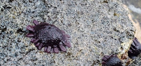 A purple shingle urchin on a rock.