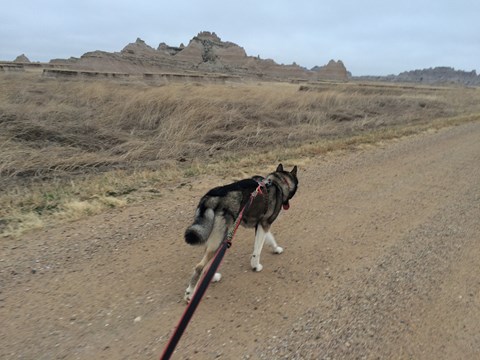 Siberian husky pulls against his leash while walking along a road at Badlands National Park.