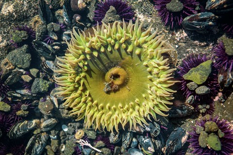 A giant green anemone, about 6 inches across, with tentacles on the perimeter.
