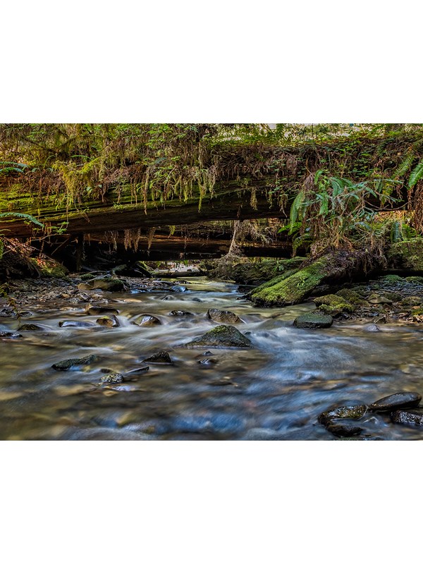 Looking for tall trees, a beautiful creek, and a perfect loop hike? This is it.