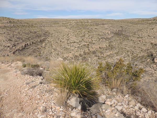 Photo Rattlesnake Canyon with sotol desert plant in the foreground.