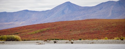 Two grizzly bears sitting on a gravel bar along the Noatak River with mountains in the background.