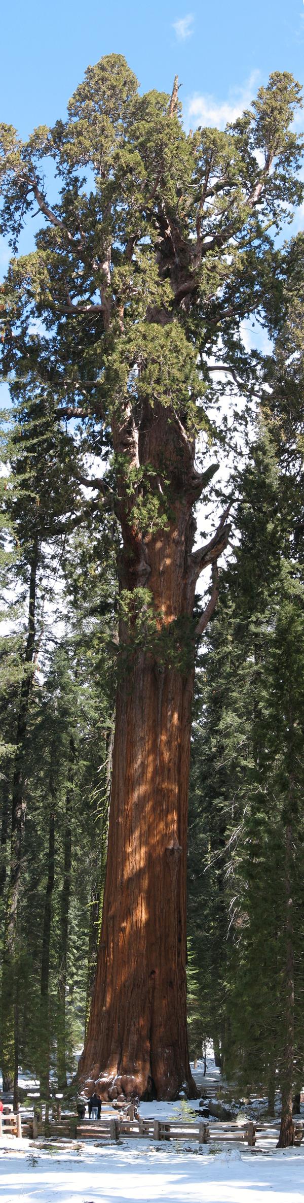 A sequoia tree towers over the forest and visitors