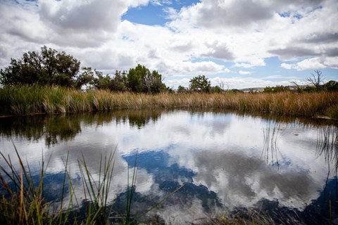 A pool of water surrounded by vegetation and blue sky
