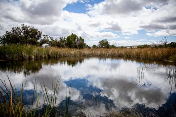 A pool of water surrounded by vegetation and blue sky