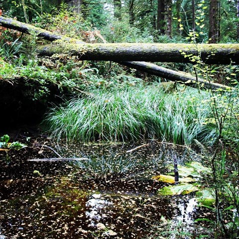 Dark pond surrounded by green vegetation with a fallen tree crossing over the top