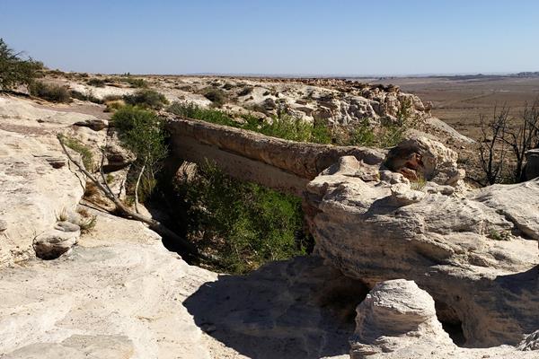 A large petrified log spans a pale sandstone gully with grasslands in the distance.
