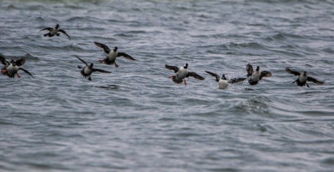 A flock of ducks lands in the water.