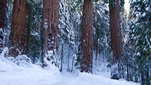 A snow covered trail leads into a sequoia grove
