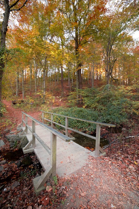 A dirt trail leading up to a small bridge. Yellow and green trees are in the distance