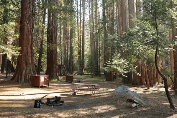 A campfire ring, picnic table, and bear box are in a clearing under Sequoia trees