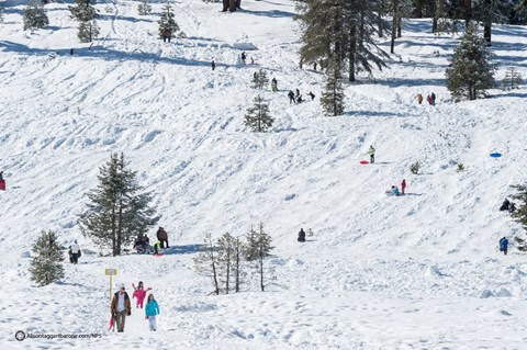 Families play in the snow on a hill with scattered trees