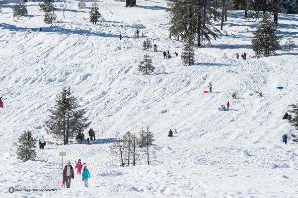 Families play in the snow on a hill with scattered trees
