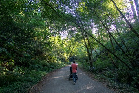 A man pushing a stroller down a gravel path bordered by green leafy trees