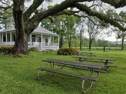 Picnic tables sit beneath a large tree near the Magnolia Overseer's House.