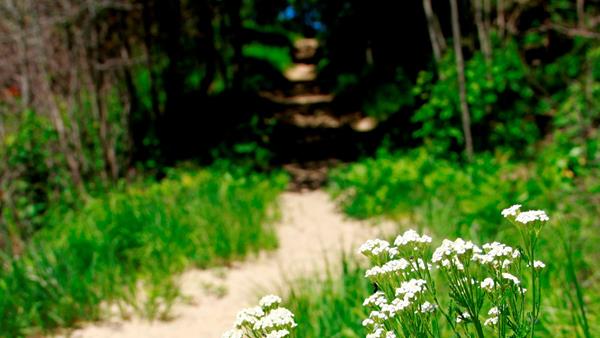 White flowers and green grass line the winding sandy trail of the Tolleston Dunes Trail.
