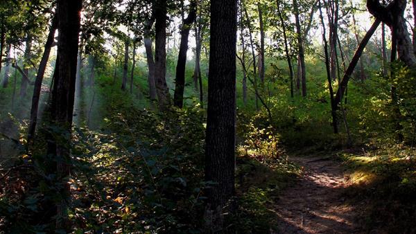 A sandy trail winds through an oak forest. The sunlight gleams through the trees.