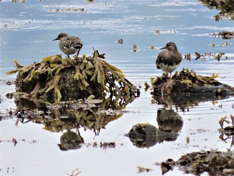 Two shorebirds standing on rocks surrounded by water. The birds are reflected in the water.