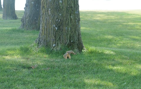 Two ground squirrels and a grey squirrel by a cottonwood tree in Riverside Park