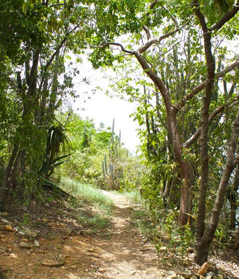 Yawzi Trail