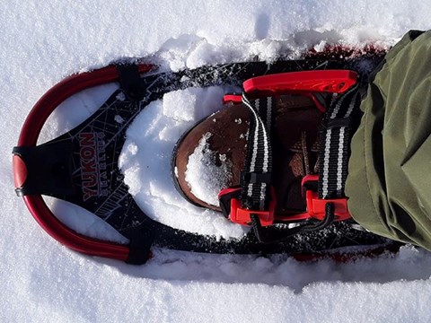 A snowshoe in the snow