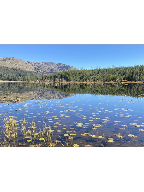 Lily pads sit on a lake with a reflection of the surrounding forests and a mountain in the distance.