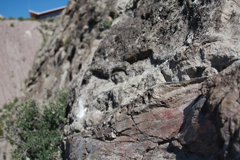 A closeup of a fossilized femur of a long-necked dinosaur on the Morrison spur of the trail.
