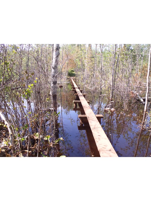 A boardwalk a part of the trail over a beaver point on with plants and trees popping up out of water