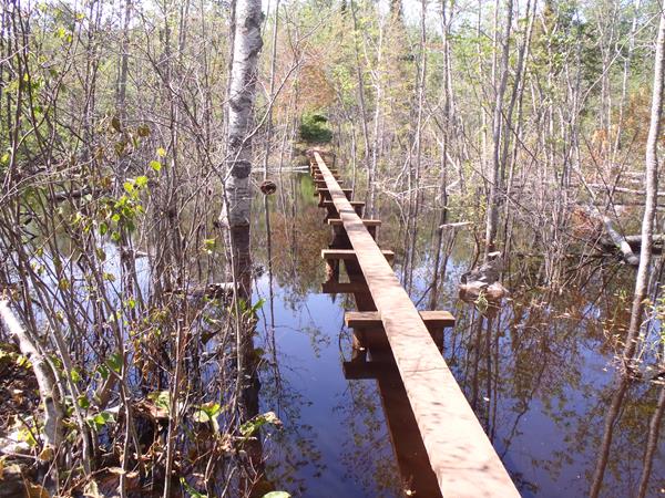 A boardwalk a part of the trail over a beaver point on with plants and trees popping up out of water