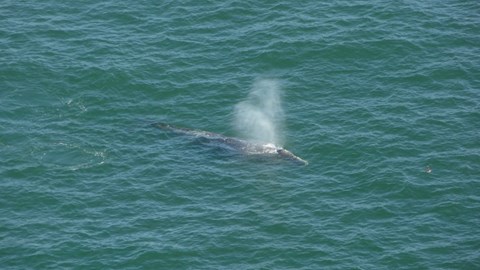A medium-sized gray-colored whale breaks the surface of the water and exhales a breath of air.