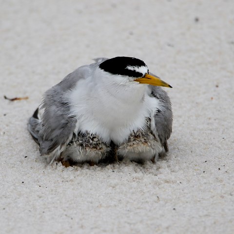 A least tern shelters her chicks on the sand.