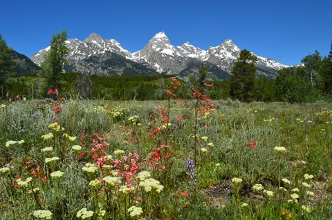 Wildflowers bloom in a meadow at the base of a mountain range.