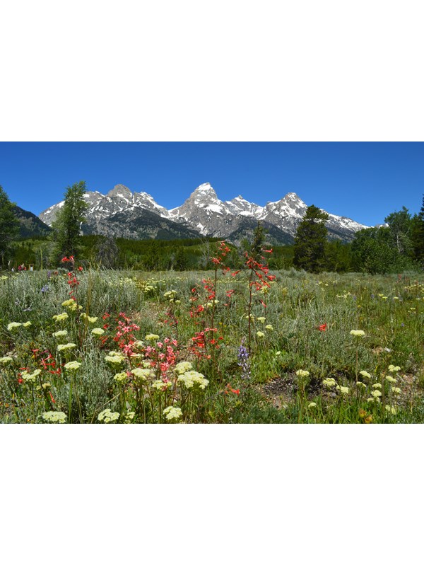 Wildflowers bloom in a meadow at the base of a mountain range.