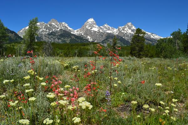 Wildflowers bloom in a meadow at the base of a mountain range.