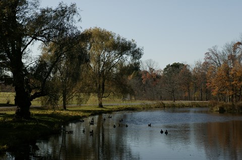 A pond surrounded by lush vegetation.