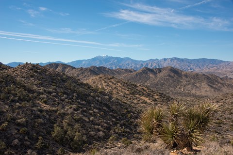 A viewpoint showing a yucca cactus, desert mountains, and a snowy peak in the background.