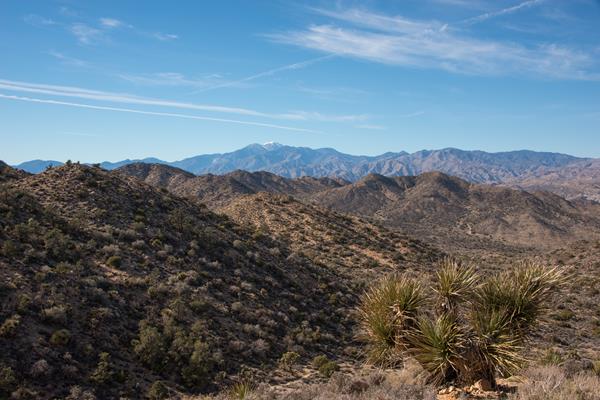 A viewpoint showing a yucca cactus, desert mountains, and a snowy peak in the background.