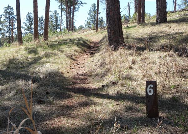 Post #6 Pondering the Ponderosa