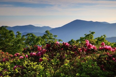 Pink flower blooms on green shrubs with mountains in the background