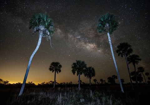 The milky way dominating a starry sky over palm trees.