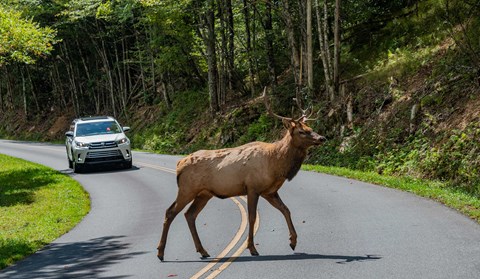 A bull elk with antlers crosses a road in front of a stopped car