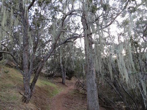 A view of a dirt trail leading through a grove of blue oaks drapped in moss