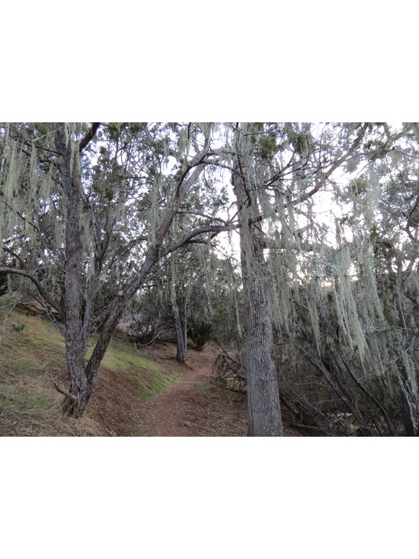 A view of a dirt trail leading through a grove of blue oaks drapped in moss