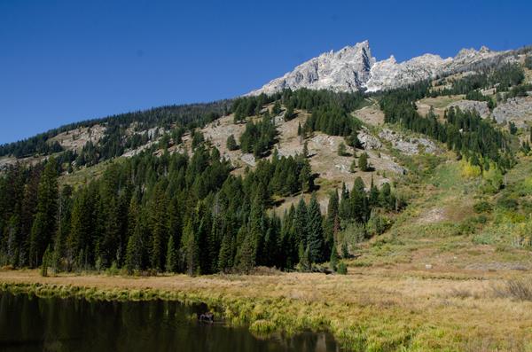 A moose stands in a pond surrounded by vegetation at the base of a mountain.